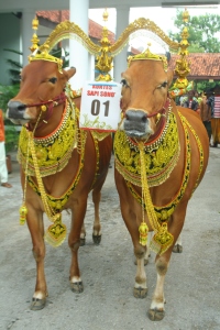 A pair of Sapi Sono contestant.